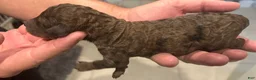 Standard Poodle dogs for sale: Standard Poodle 1 - Ad 8