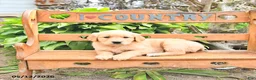 Golden Retriever dogs for sale: Blessing - Ad 2