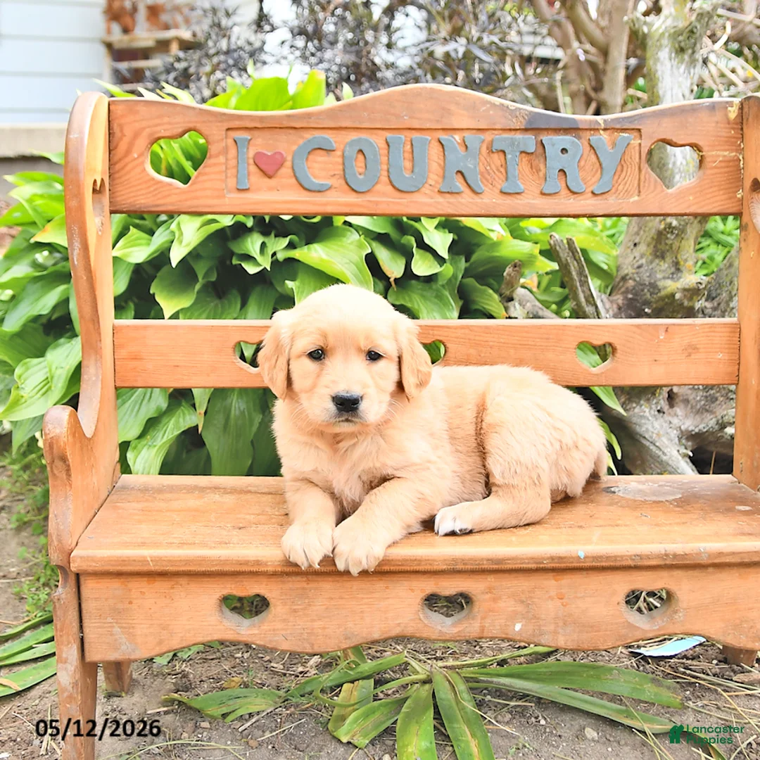 Golden Retriever dogs for sale: Blessing - Ad 2