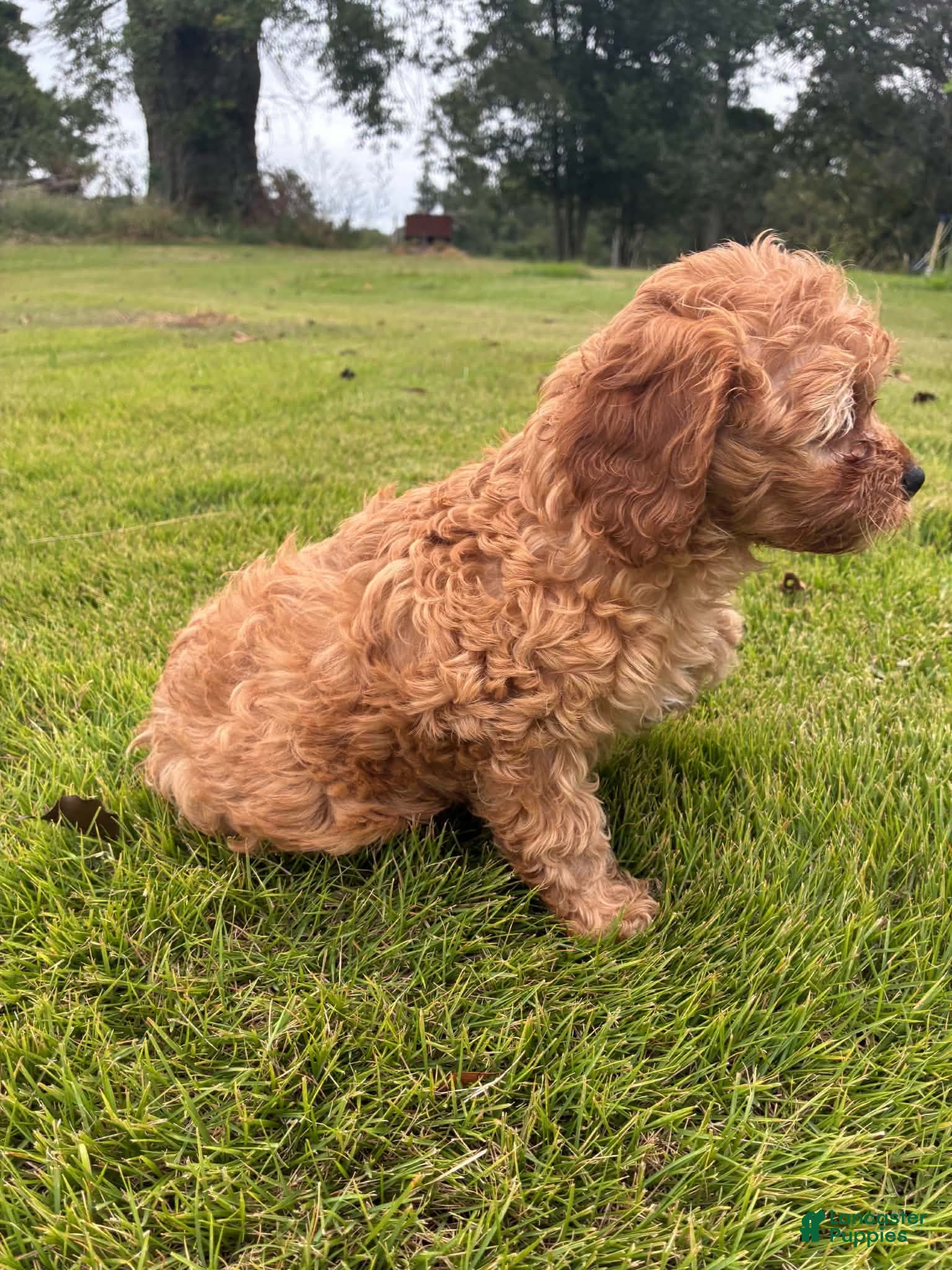 Cavapoo dogs Cavapoo 1 Light Red Male - Ad 2