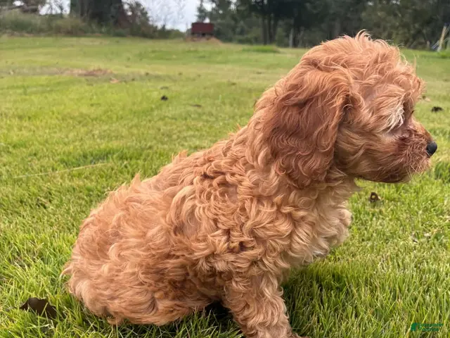 Cavapoo dogs for sale: Cavapoo 1 Light Red Male - Ad 2