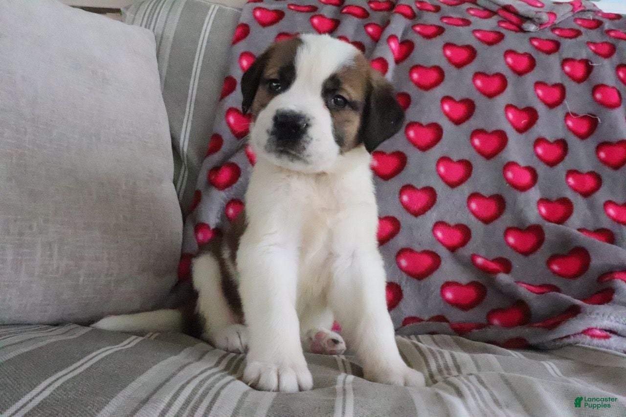 Saint Bernard dogs for sale: Serenity - Ad 2