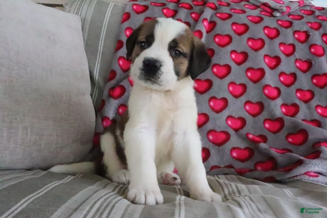 Saint Bernard dogs for sale: Serenity - Ad 2