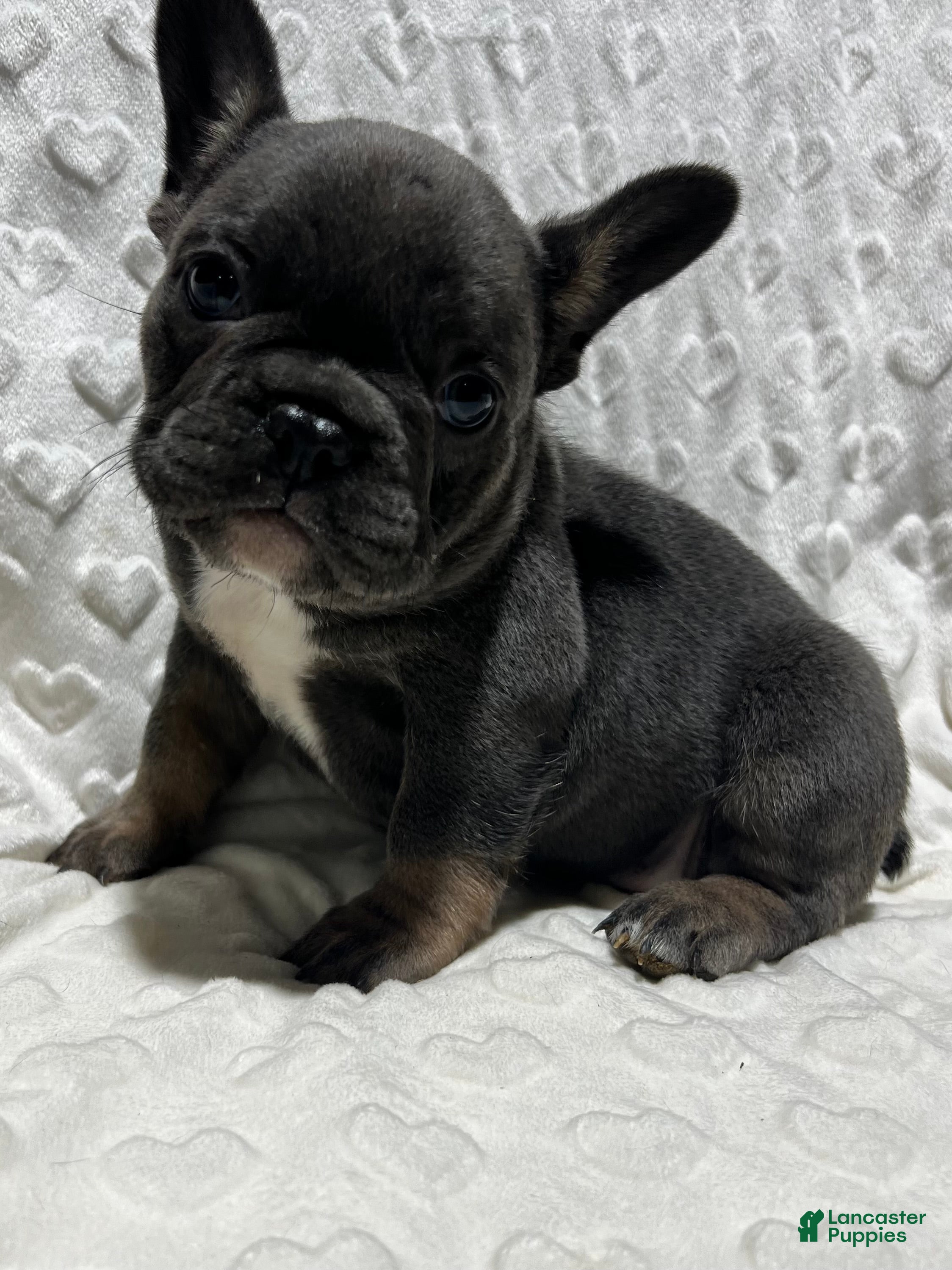 French Bulldog dogs for sale: French Bulldog Puppy 3 - Ad 2