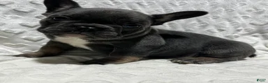 French Bulldog Puppy 3