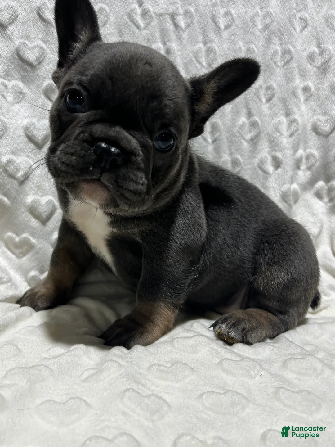 French Bulldog dogs for sale: French Bulldog Puppy 3 - Ad 1