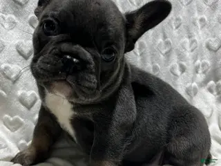 French Bulldog dogs for sale: French Bulldog Puppy 3 - Ad 2
