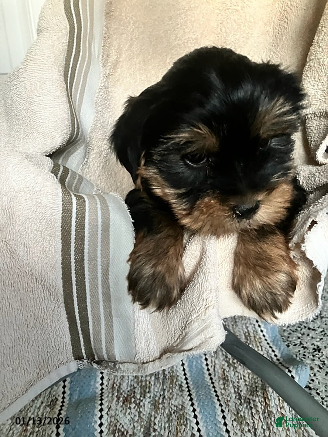 Yorkshire Terrier dogs for sale: Lady - Ad 2