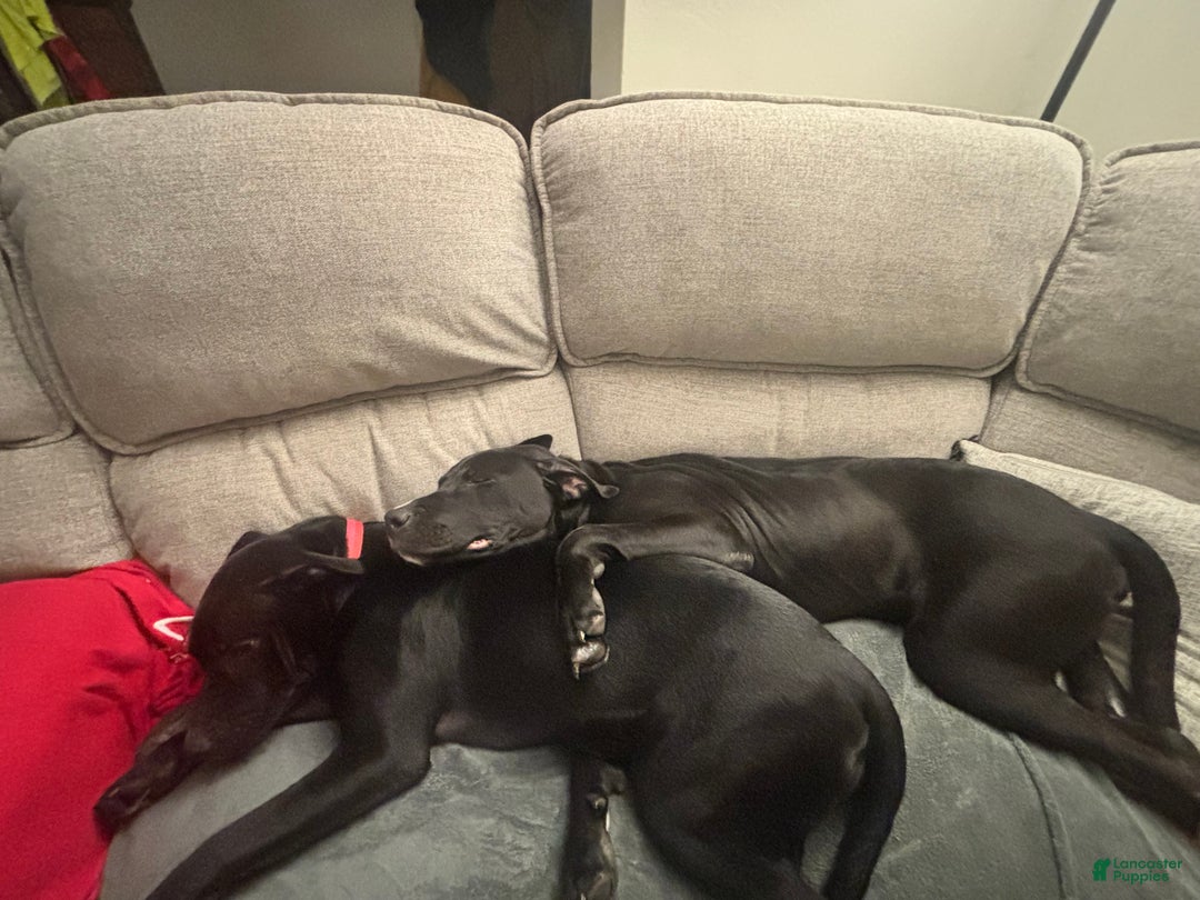 Mixed Breed dogs for sale: Mixed Breed Puppy 2 - Ad 1