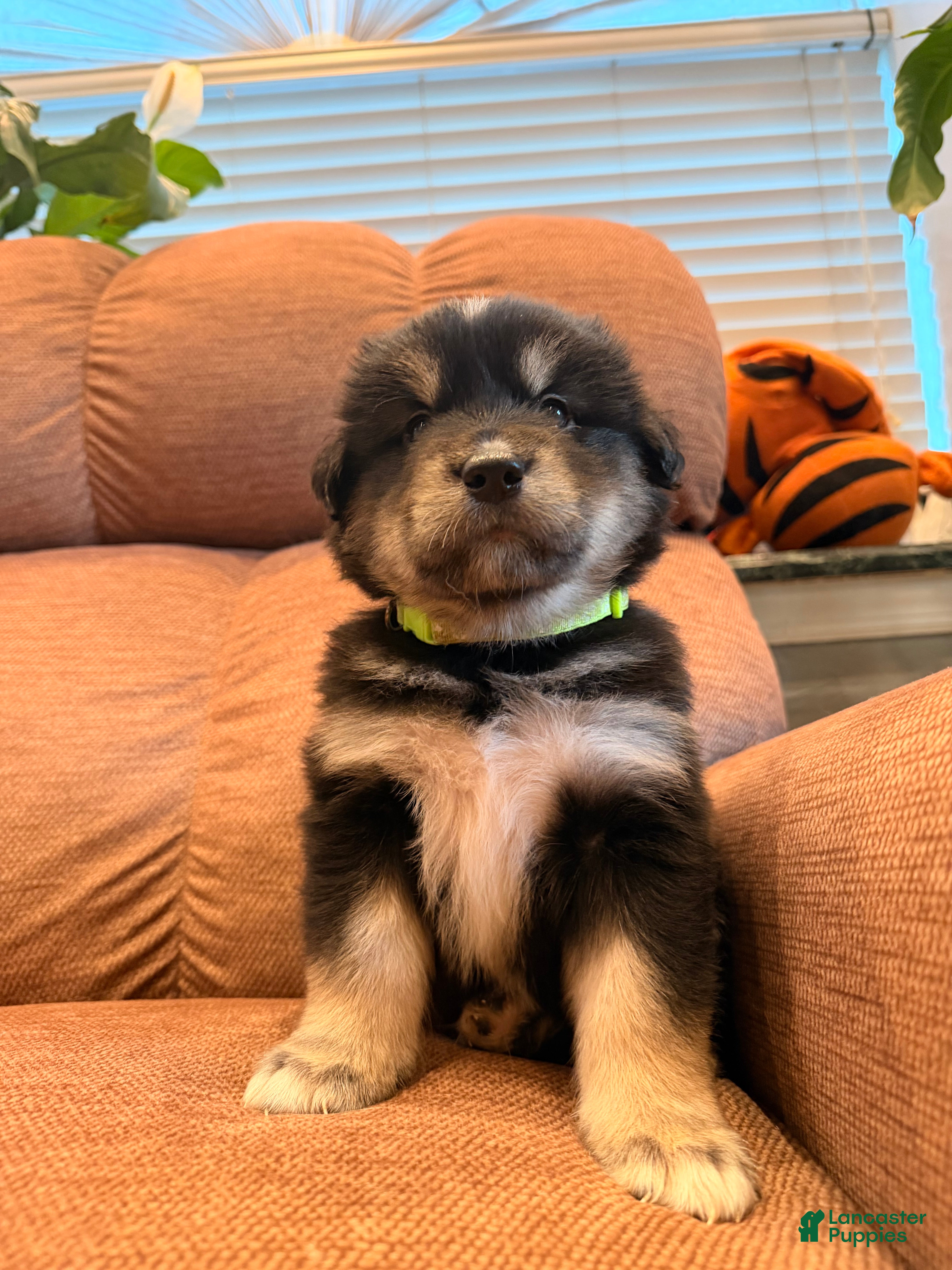 Mixed Breed dogs  Puppy 3 - Ad 2