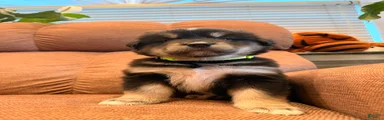  Puppy 3