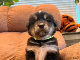 Mixed Breed dogs Puppy 3 - Ad 2