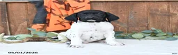 German Shorthaired Pointer dogs for sale: Micky - Ad 1