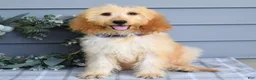 Goldendoodle dogs for sale: Millie - Ad 4