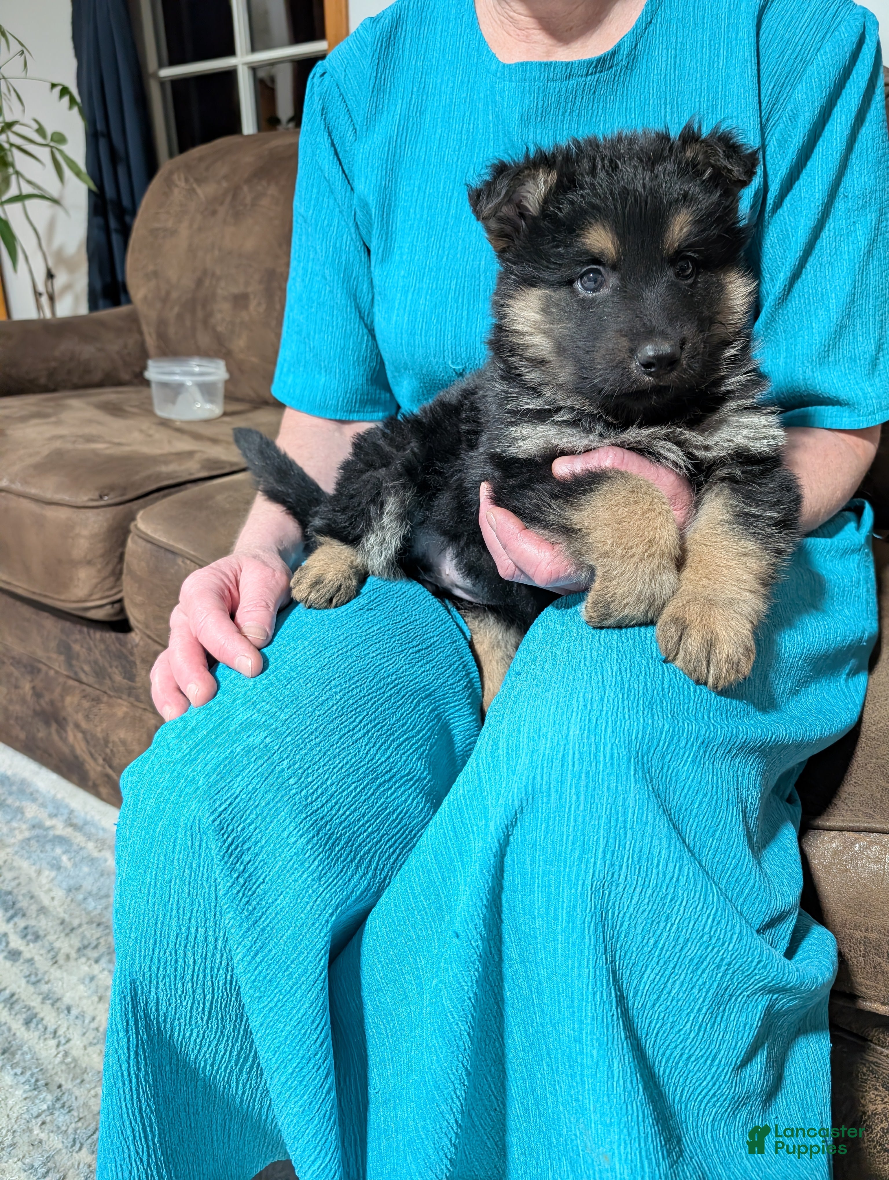 German Shepherd dogs Katy  - Ad 2