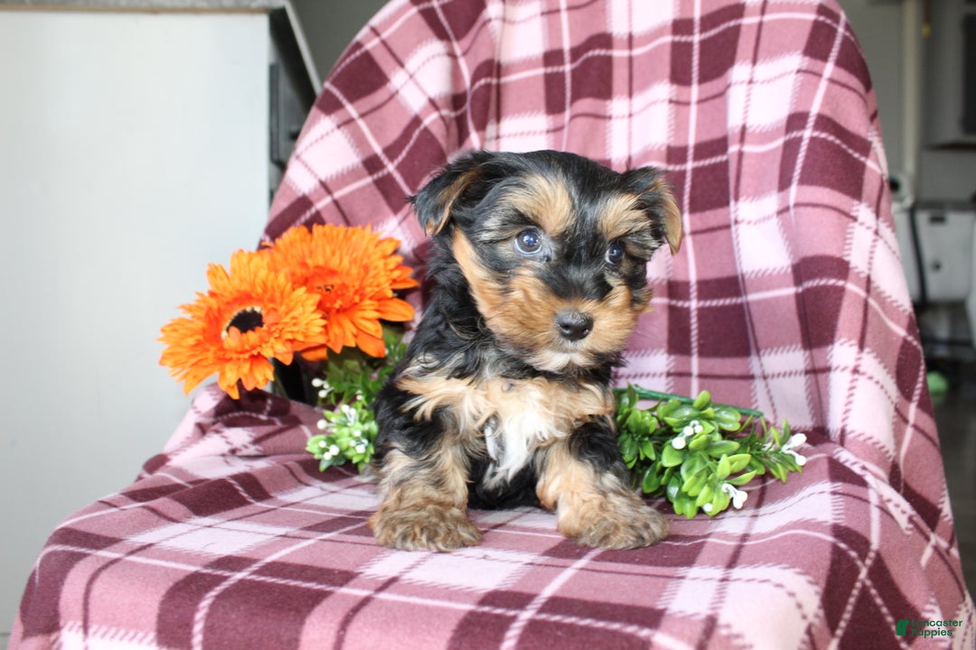 Yorkshire Terrier dogs for sale: Mason - Ad 4