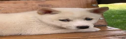 Alaskan Klee Kai dogs for sale: Blue Eyes Little Beau~! - Ad 7