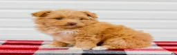 Mini Aussiedoodle dogs for sale: Caramel - Ad 2