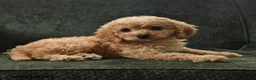 Cavapoo dogs for sale: Peg - Ad 4