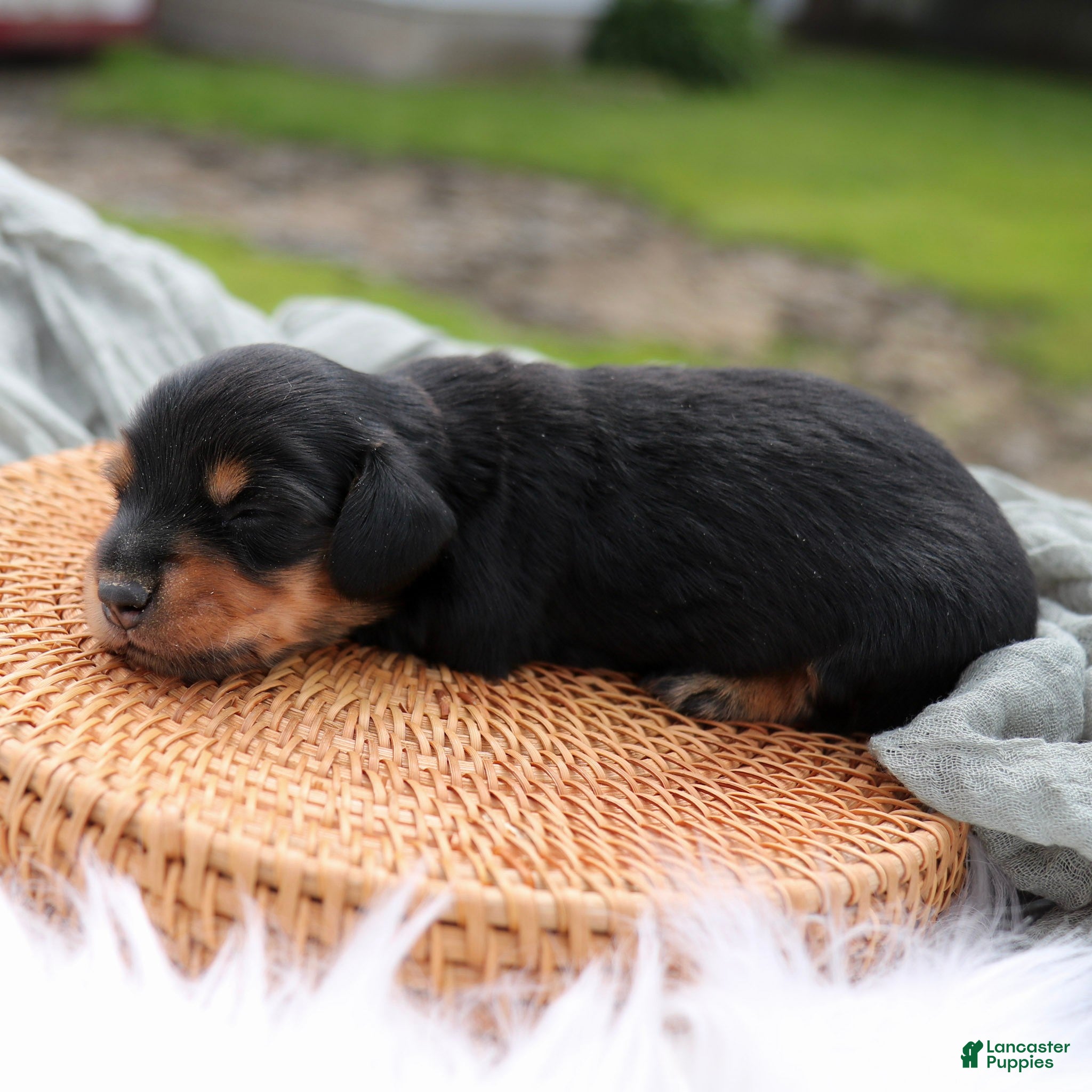 Miniature Dachshund dogs Donald Miniature Dachshund Puppy  - Ad 1