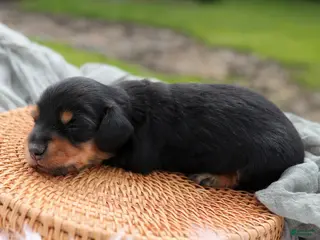 Miniature Dachshund dogs for sale: Donald Miniature Dachshund Puppy - Ad 2
