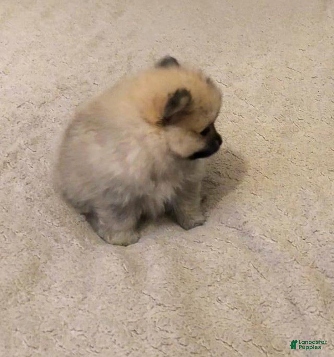 Pomeranian dogs for sale: Molly - Ad 6