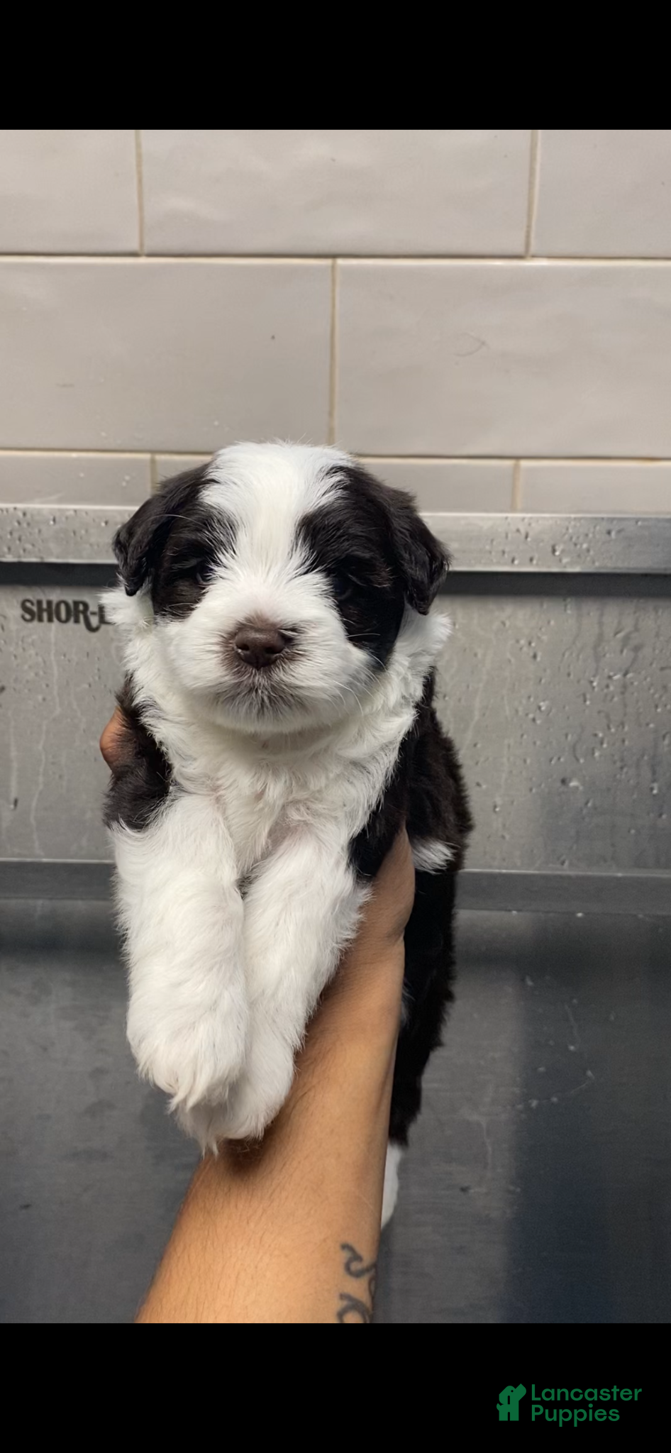Miniature Schnauzer dogs Miniature Schnauzer Puppy  - Ad 7