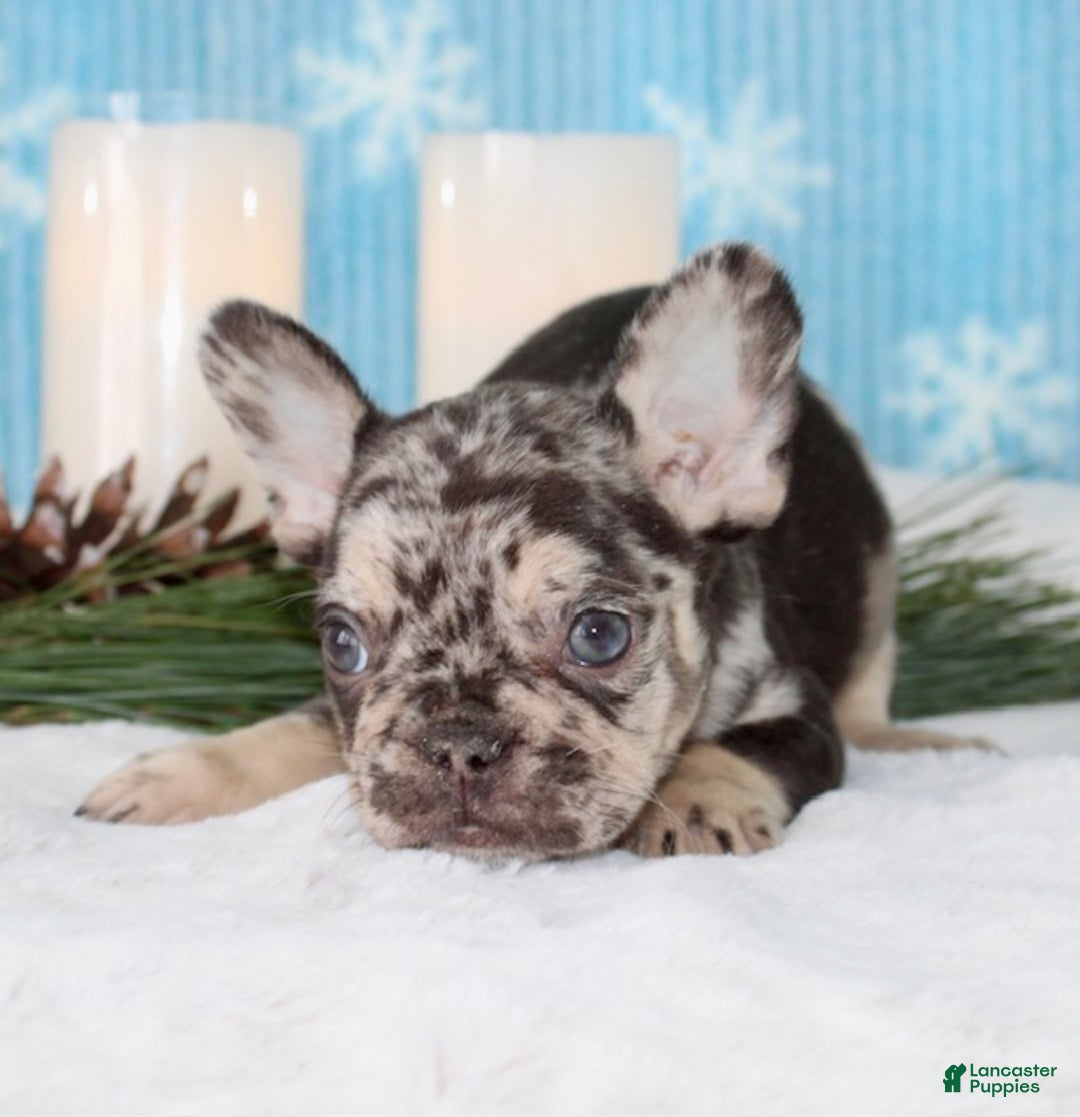 French Bulldog dogs for sale: Lulu - Ad 7