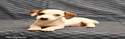 Jack Russell Terrier dogs for sale: Joy - Ad 4