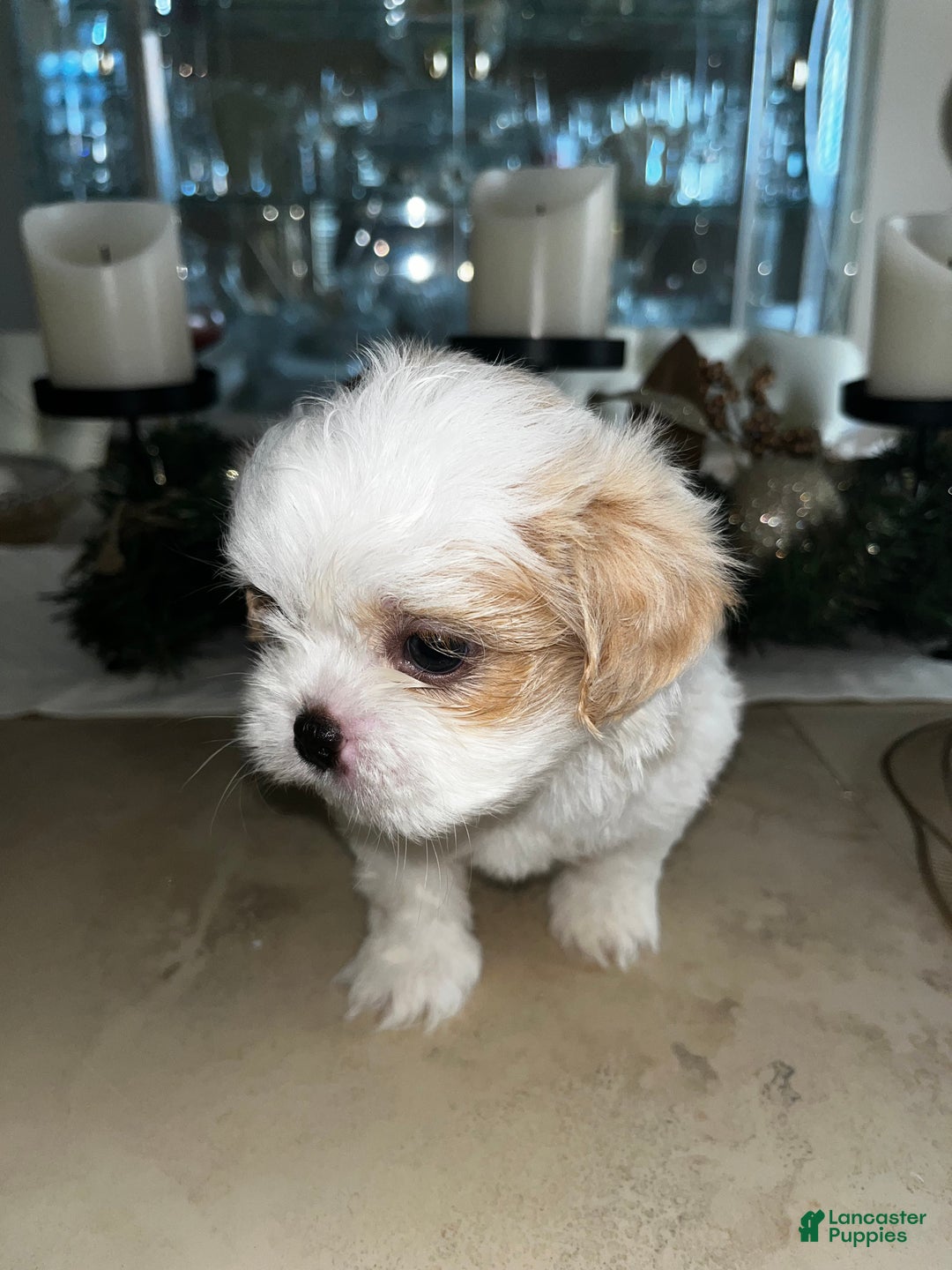 Shih Tzu dogs for sale: Maple - Ad 16