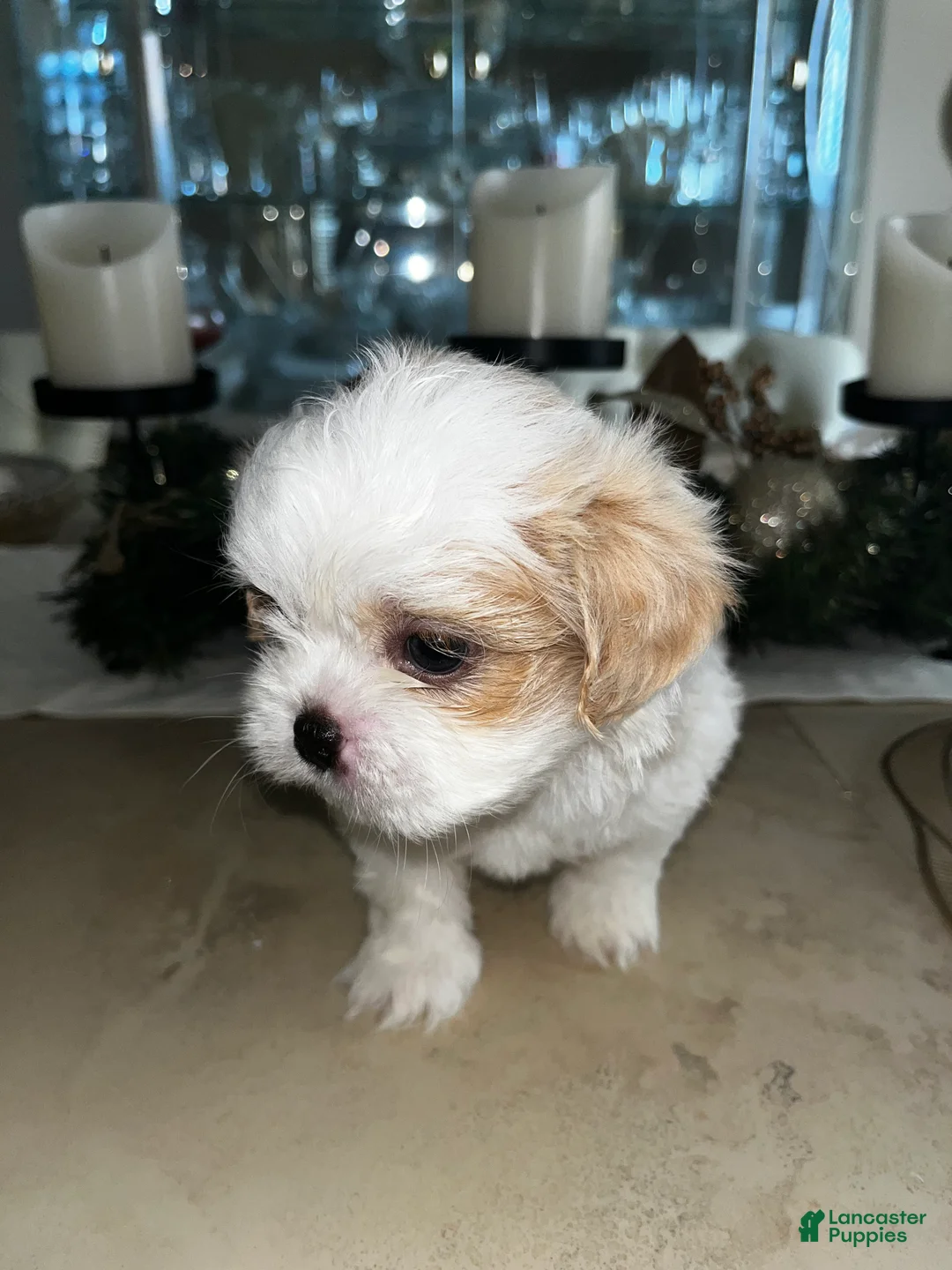 Shih Tzu dogs for sale: Maple - Ad 16