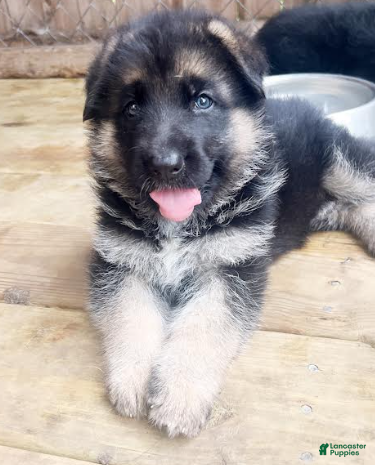 German Shepherd dogs Blossom - Ad 5