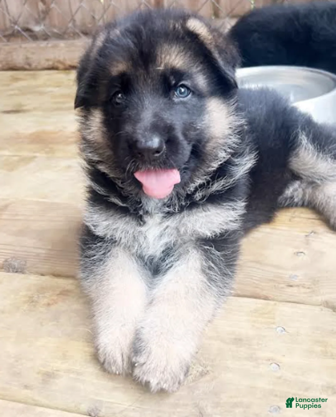 German Shepherd dogs for sale: Blossom - Ad 1
