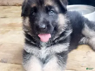 German Shepherd dogs Blossom - Ad 5