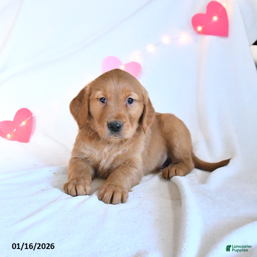 Golden Retriever dogs Mickey - Ad 20