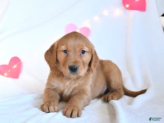 Golden Retriever dogs Mickey - Ad 36