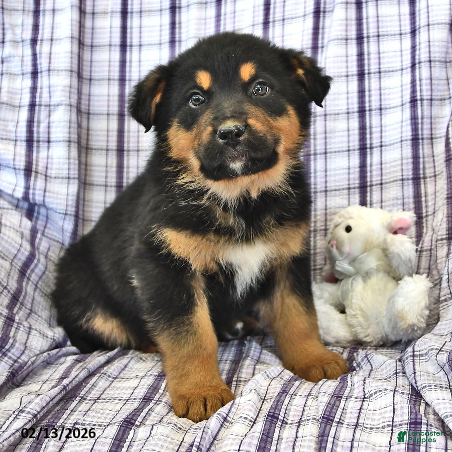 Mixed Breed dogs Atlas - Ad 2