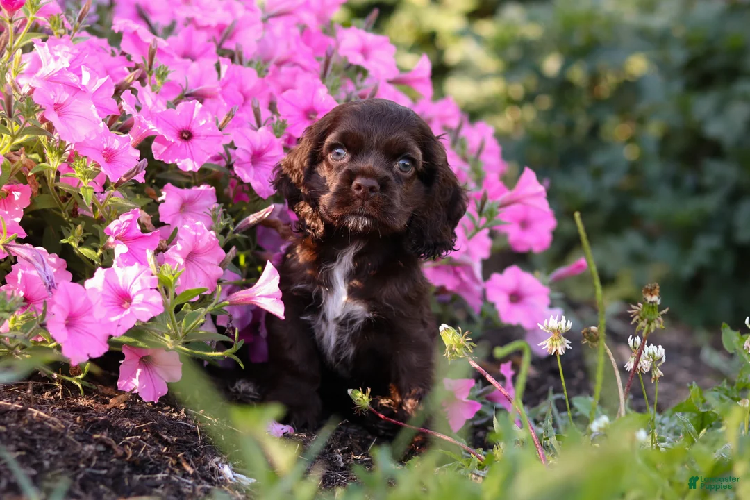 Cocker Spaniel dogs for sale: Harlow - Ad 1