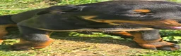 Rottweiler dogs for sale: Rottweiler 3 - Ad 5