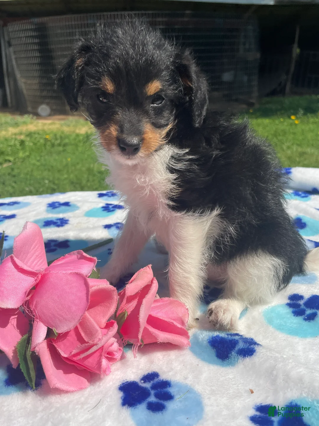 Mixed Breed dogs for sale: Flora - Ad 4