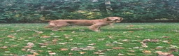 Golden Retriever dogs for sale: Golden Retriever 1 Anna - Ad 3