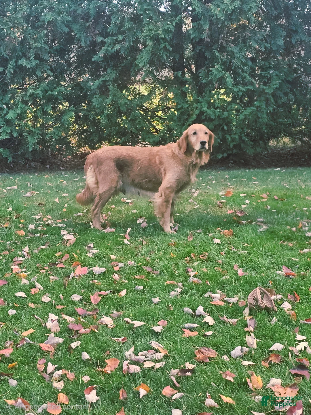 Golden Retriever dogs for sale: Golden Retriever 1 Anna - Ad 3