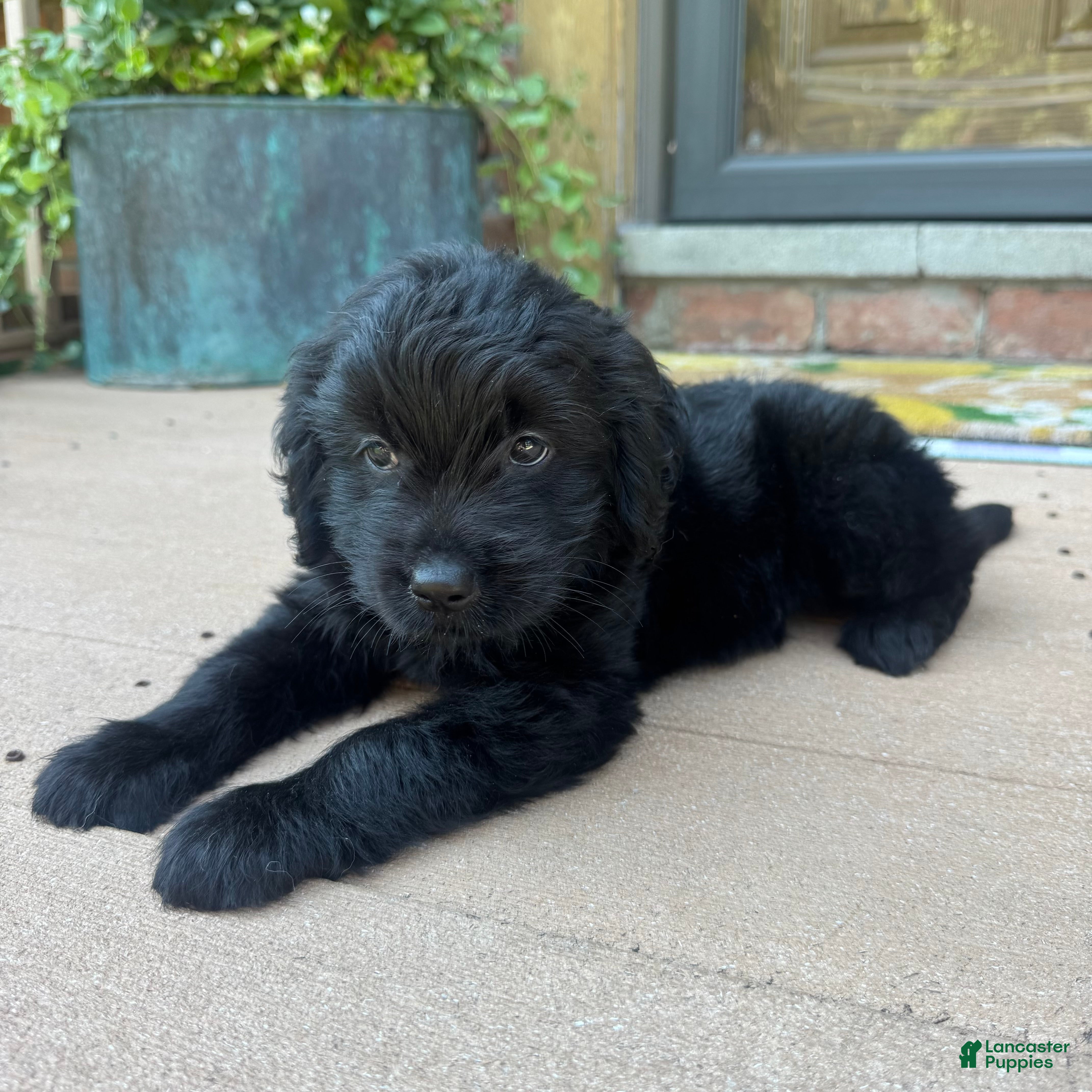 Mixed Breed dogs 1 Serena - Ad 1