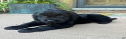 Mixed Breed dogs for sale: 1 Serena - Ad 1