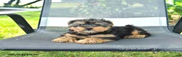 Yorkshire Terrier dogs for sale: Rex - Ad 4