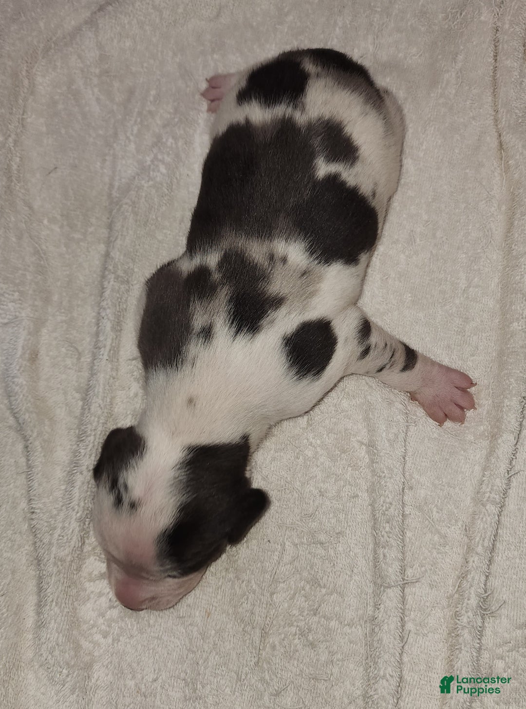 Catahoula Leopard Dog dogs for sale: Gabby F2025 M3 Catahoula puppy - Ad 3