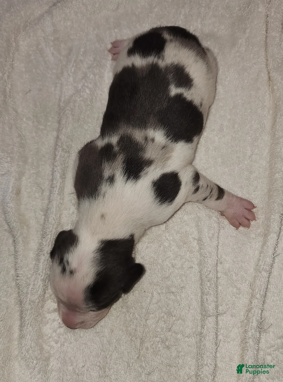 Catahoula Leopard Dog dogs for sale: Gabby F2025 M3 Catahoula puppy - Ad 4