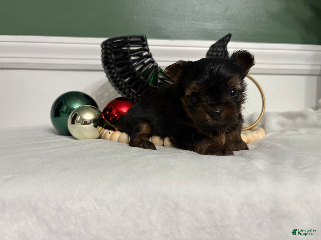Morkie dogs for sale: TEACUP Oliver - Ad 2