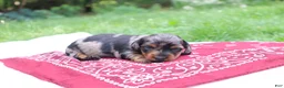 Miniature Dachshund dogs for sale: Reese - Ad 3