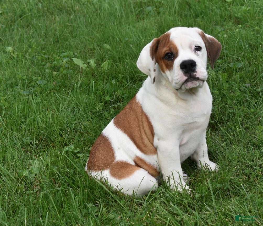 Murphy, Beabull